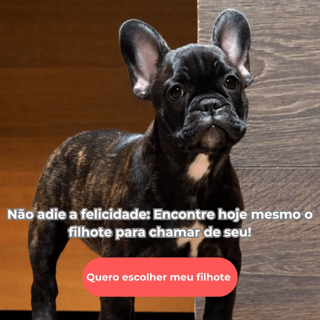 Bulldog francês Curitiba