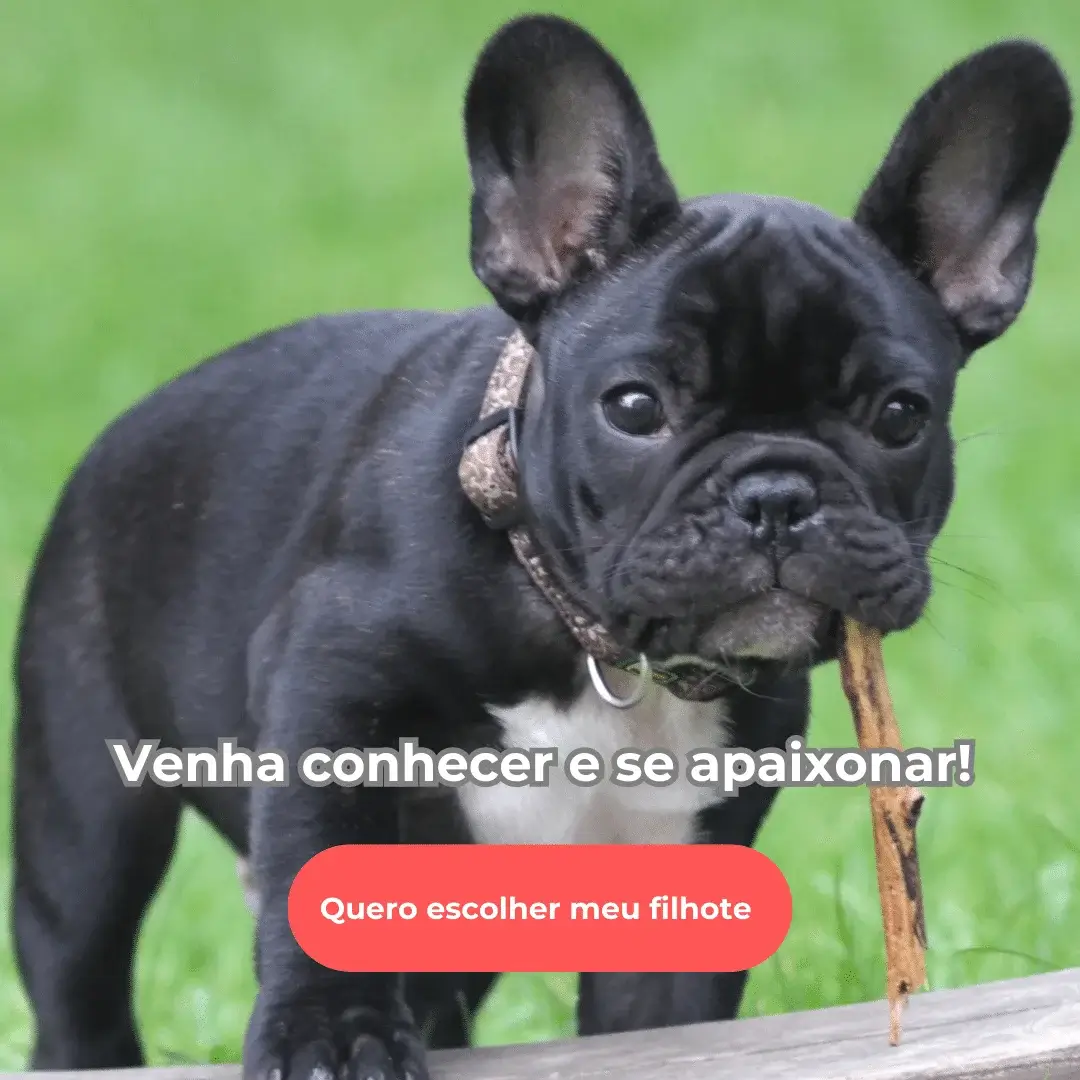 Comprar filhote de bulldog francês