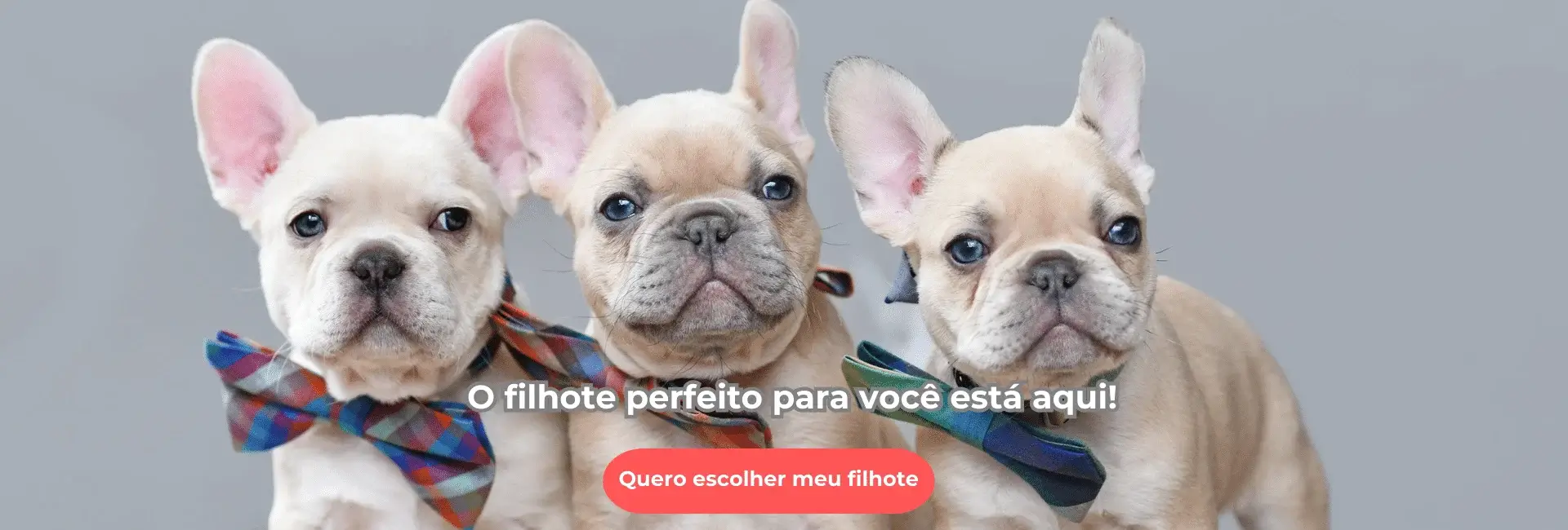 Filhote de Bulldog Francês