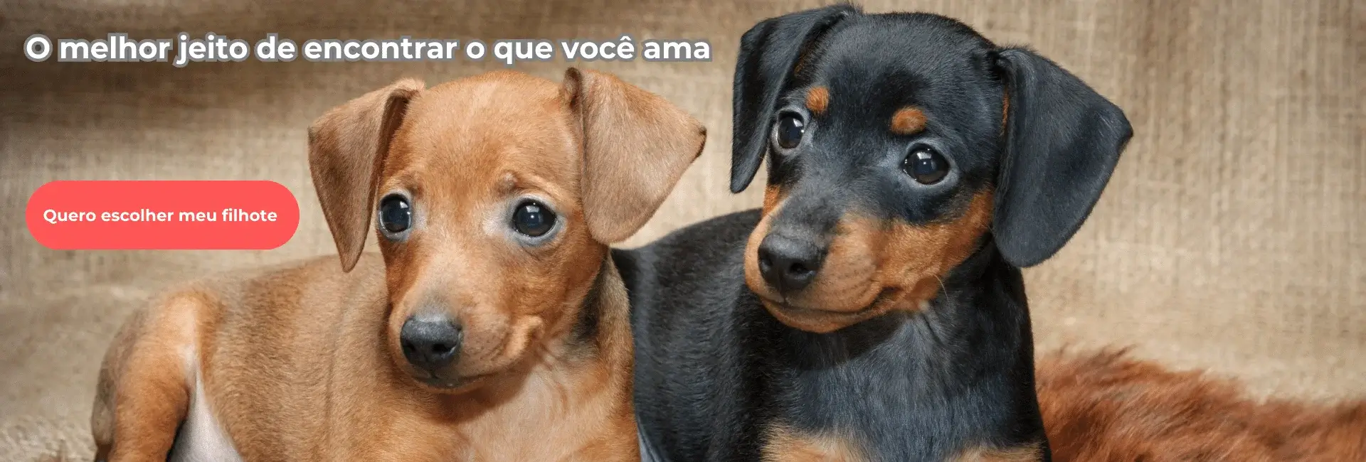 Filhote de Pinscher