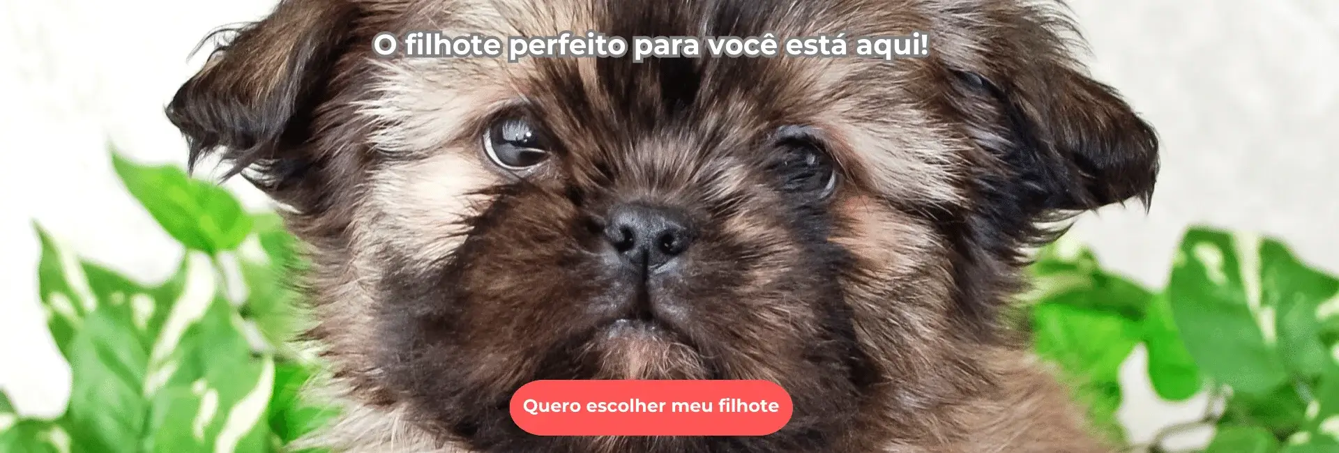 Filhote de Shihtzu em Curitiba