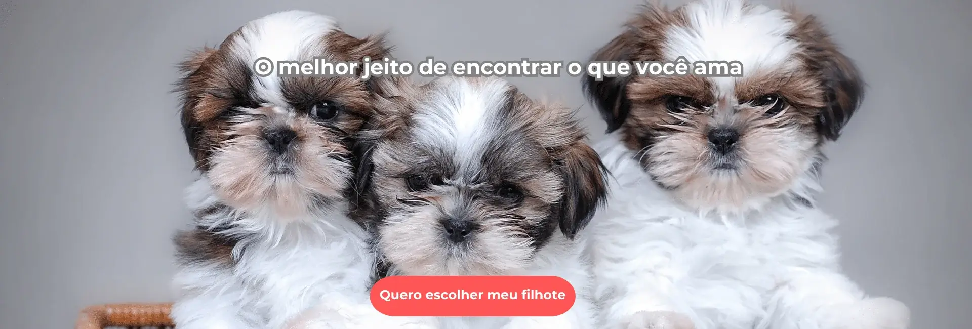 Filhote de Shihtzu