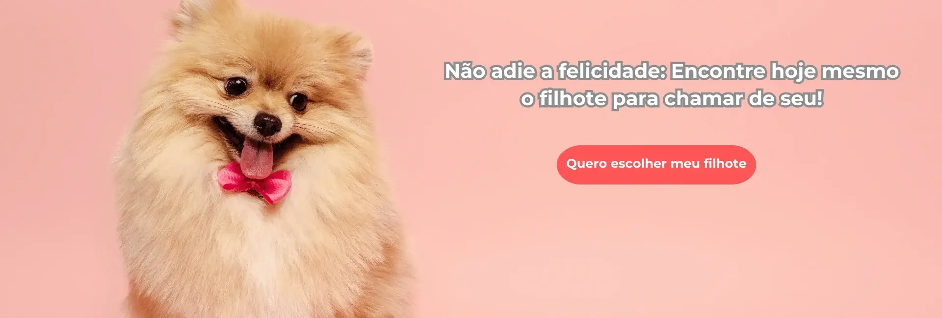 Filhote de Spitz Alemão