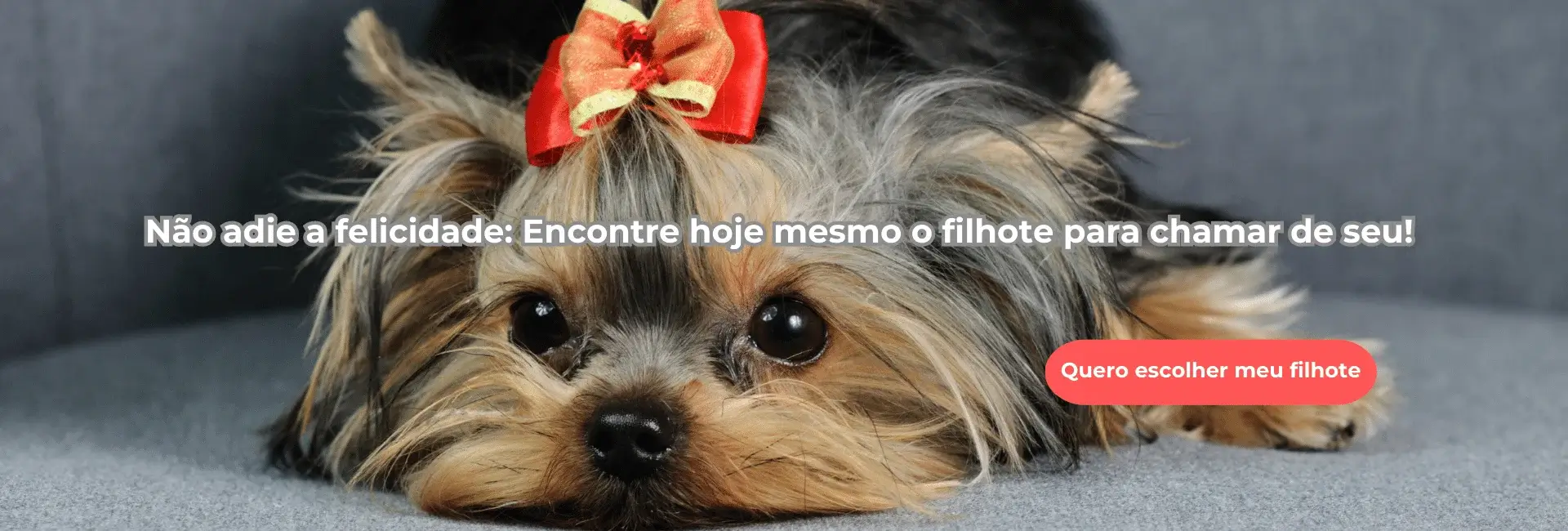 Filhote de Yorkshire Terrier em Curitiba