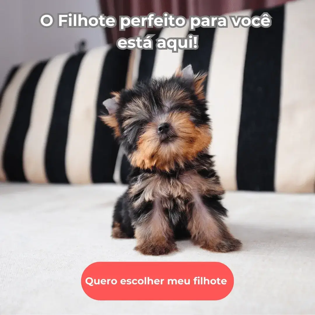 Filhote de Yorkshire em Curitiba