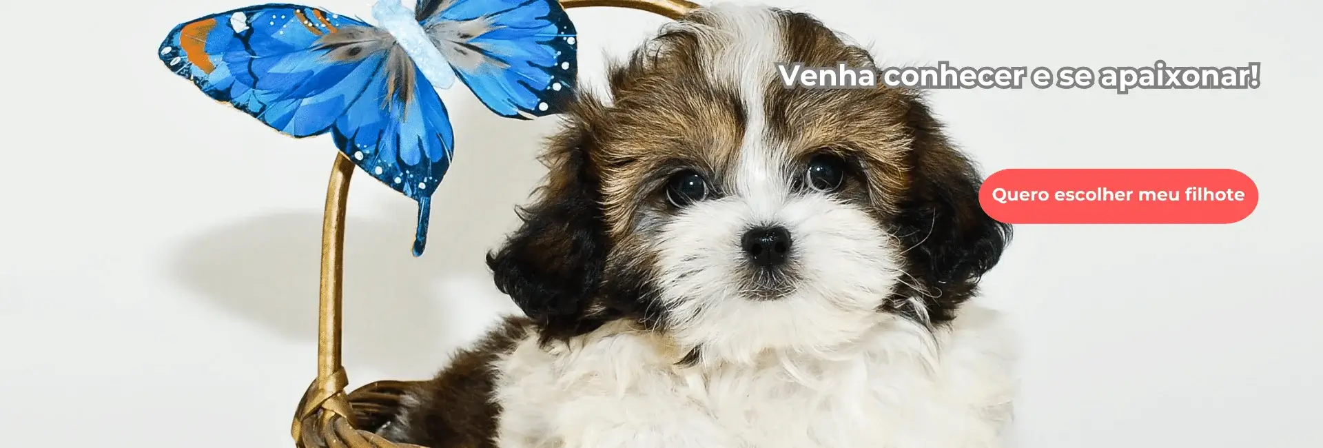 Shihtzu a venda em Curitiba