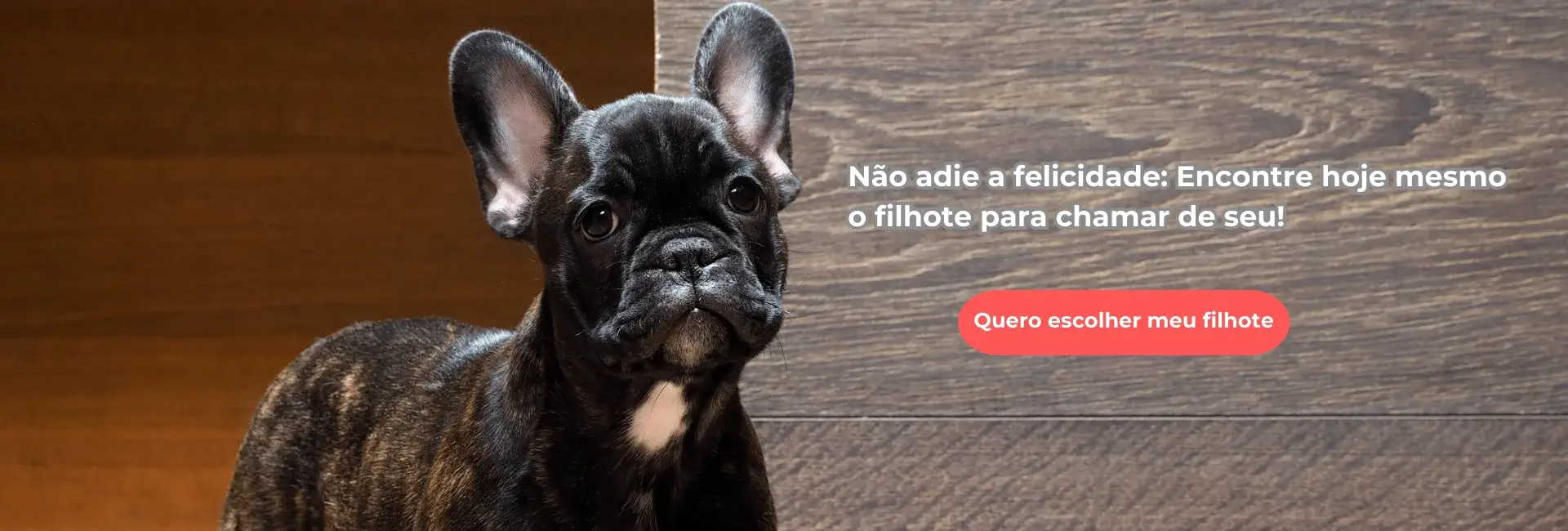 Venda de filhote de Bulldog