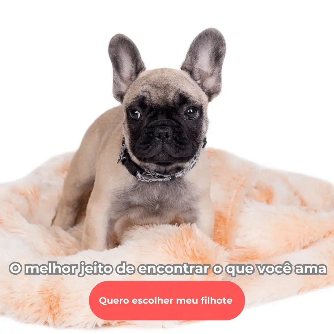 Venda de filhote de bulldog francês