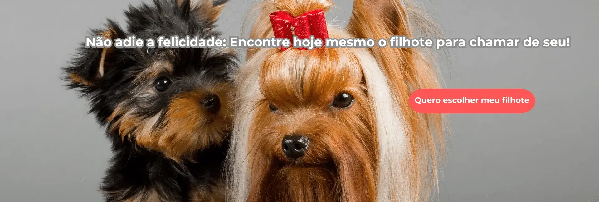 Venda de filhote de yorkshire terrier